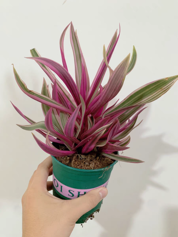 38種超級耐陰的花,沒光也能養爆盆,養在陽臺客廳超有範兒 38種超級耐陰的花,沒光也能養爆盆,養在陽臺客廳超有範兒