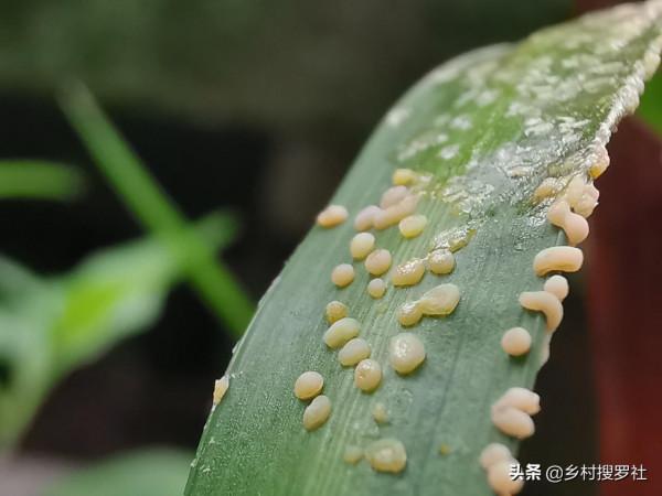 新手養蘭花,最有效的病蟲害防治在大雪前後,只是簡單的兩步操作 新手養蘭花,最有效的病蟲害防治在大雪前後,只是簡單的兩步操作