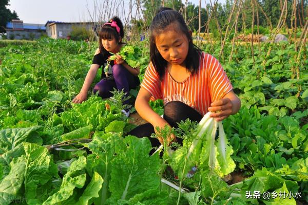 蔬菜招蟲只知道噴農藥？這4種農家老辦法，效果比藥強