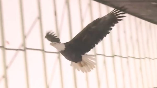 老鷹凍在湖面無法動彈,過路大叔趕緊幫忙,還有小貓咪也需要幫助 老鷹凍在湖面無法動彈,過路大叔趕緊幫忙,還有小貓咪也需要幫助