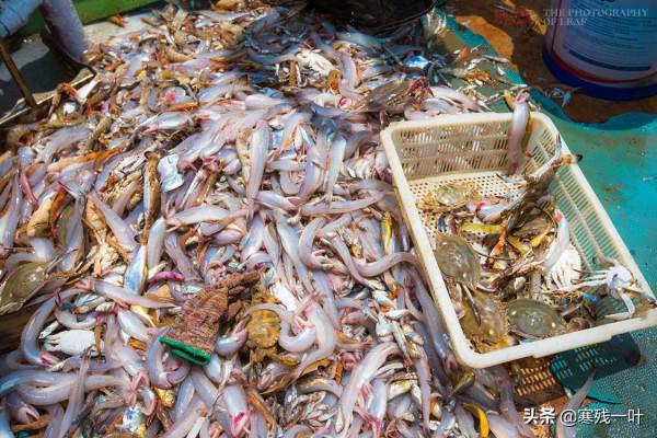 二十人4500元包船出海捕魚，捕獲的海鮮吃完一餐，每人還分到一箱