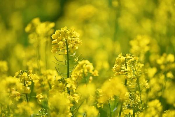 陌上油菜花開，約會西翥一段春