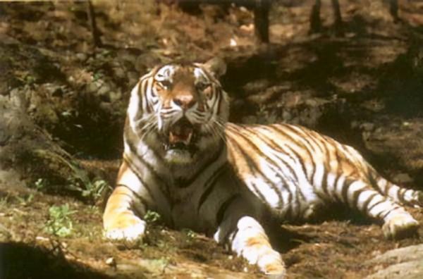 殖民時代，被人類滅絕的23種可愛的動物，如今只留下了最後的圖片