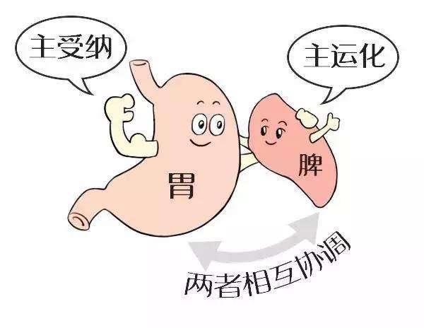 甘味食物給你好&OpenCurlyDoubleQuote;脾氣&rdquo;&comma;四款養胃健脾的食物注意這樣吃滋養脾胃