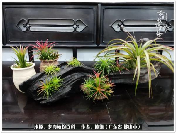 廣東的多肉陽臺:生命不息,折騰不止 廣東的多肉陽臺:生命不息,折騰不止