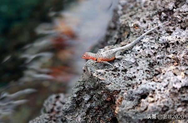 我拍的10種動物,你能認出一半就很厲害了 我拍的10種動物,你能認出一半就很厲害了