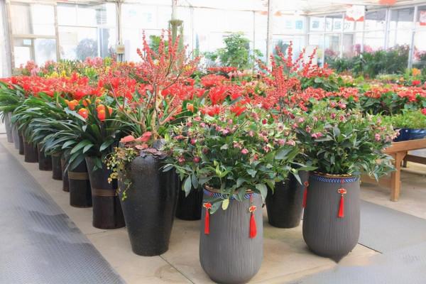 12月了，家裡養這些“年宵花”，株型美觀、花色豔麗，還十分喜慶