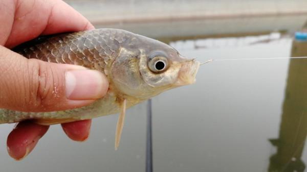 冬天遇到了這兩種天氣,請假也要去釣魚,因為大板鯽真的很多 冬天遇到了這兩種天氣,請假也要去釣魚,因為大板鯽真的很多