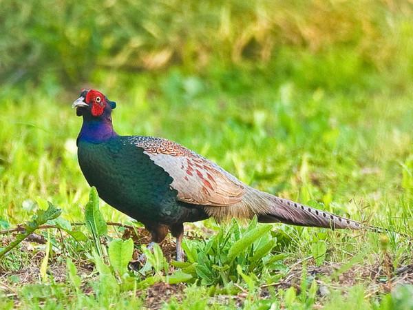 東江攬勝:收集常見鳥類圖譜之陸禽篇,攝鳥人自留地,建議收藏 東江攬勝:收集常見鳥類圖譜之陸禽篇,攝鳥人自留地,建議收藏