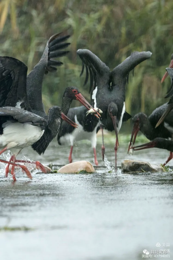 美日一景&CenterDot;井陘美 &vert; 井陘&OpenCurlyDoubleQuote;貴賓&rdquo;！