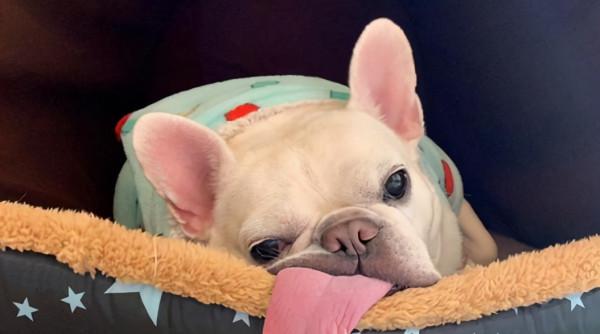 法國鬥牛犬,不要企圖用可愛,掩蓋你的缺點 法國鬥牛犬,不要企圖用可愛,掩蓋你的缺點