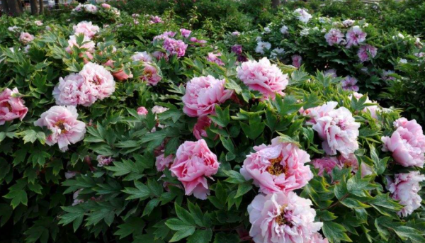 8種花園植物冬天幹葉枯萎，這是“假死”，好好伺候來年開花翻倍