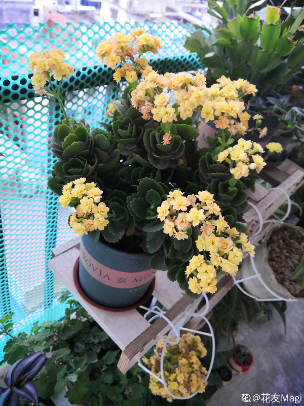 長壽花不長壽，是你沒養好，做好6步，長壽花輕鬆爆盆