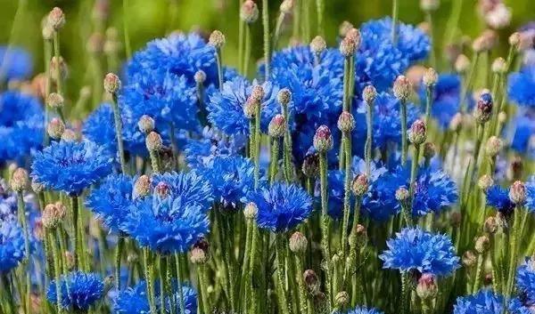 分享一組美輪美奐的藍色花