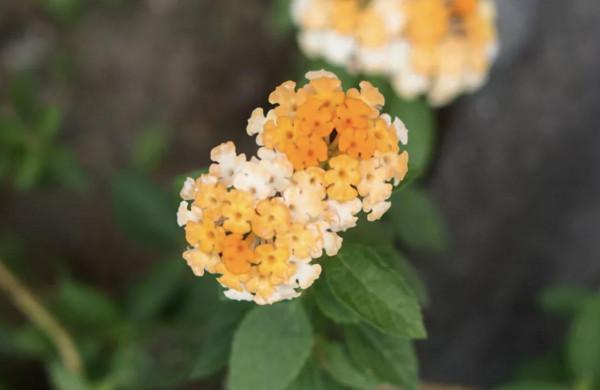 20種充滿活力的橙黃色花卉,來為你的生活注入快樂吧 20種充滿活力的橙黃色花卉,來為你的生活注入快樂吧