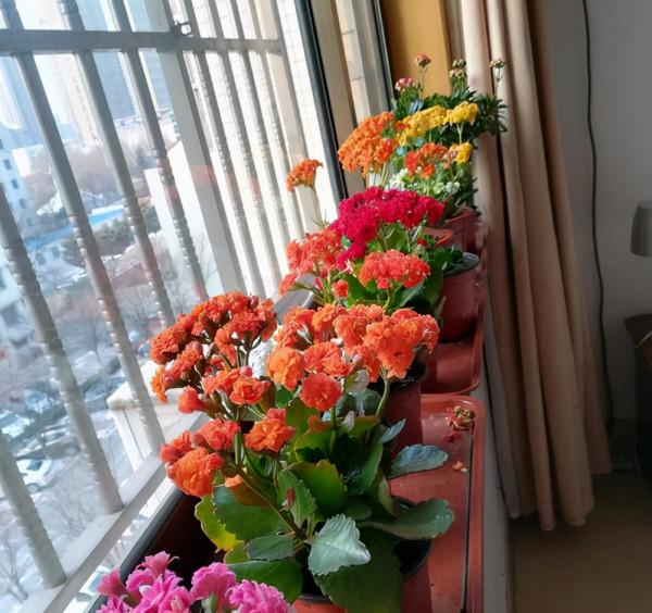 公認的12種吉祥花，適合10月養，一帆風順，紅紅火火，又美又實用