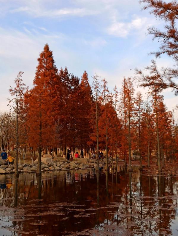 波光瀲灩水杉紅，層林盡染如畫中（之二十三）