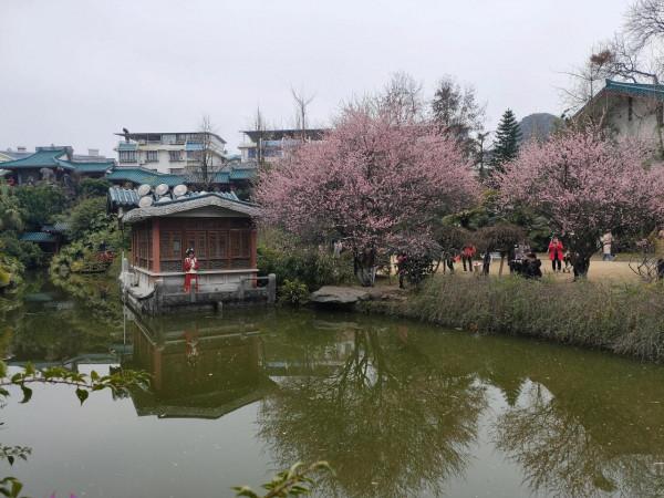 這兒你來過嗎？元宵已鬧春，處處尋梅，帶你賞&hellip;&hellip;