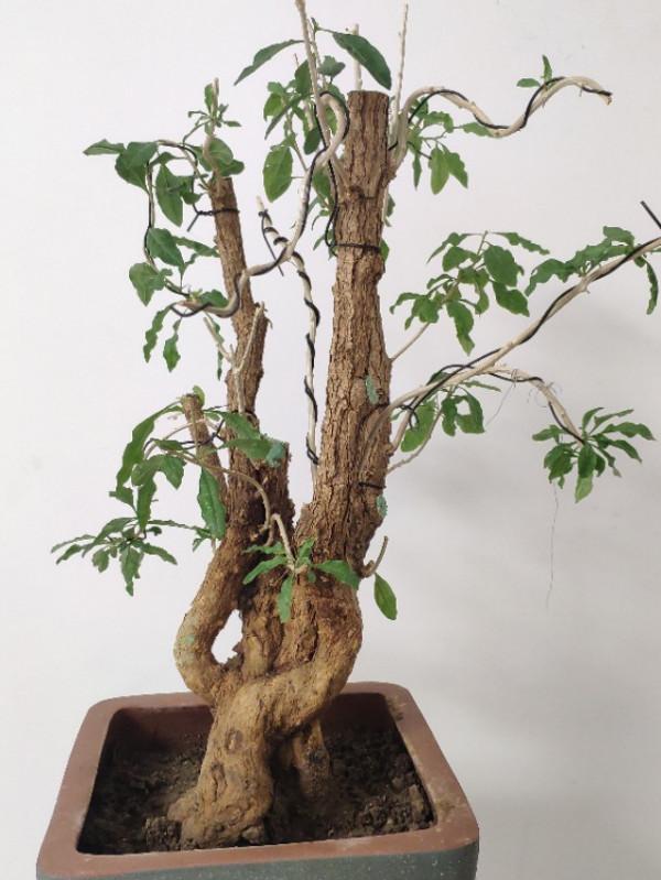 淺談枸杞下山樁管理與養護 淺談枸杞下山樁管理與養護