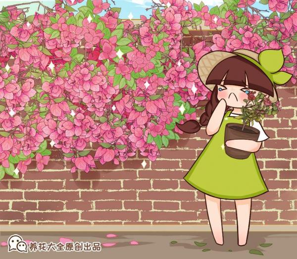 南方氾濫的花,北方人“愛不釋手”,太“拉仇恨”了 南方氾濫的花,北方人“愛不釋手”,太“拉仇恨”了