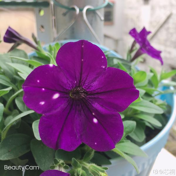 想在家賞牽牛，試試矮牽牛，盆栽簡單花樣多