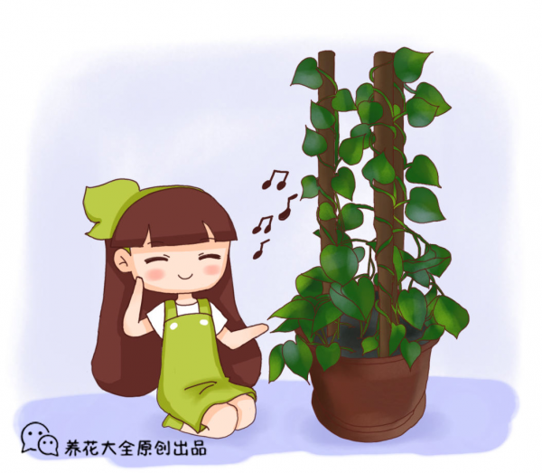 養花交過的智商稅，8年資深花農告知你，這5點坑了你不少錢