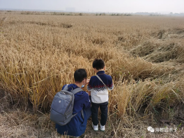 海教園親子走進田間,體驗農事活動,感受糧食豐收的喜悅 海教園親子走進田間,體驗農事活動,感受糧食豐收的喜悅