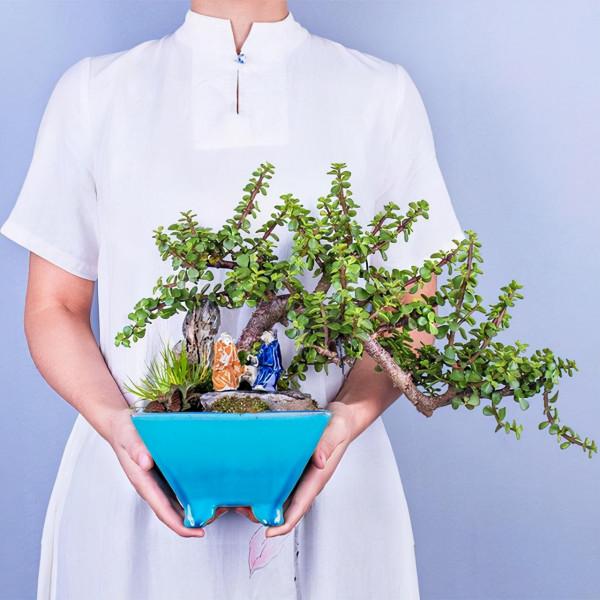 養金枝玉葉要勤快些，掌握這4個方面的技巧，快速養成高顏值盆景