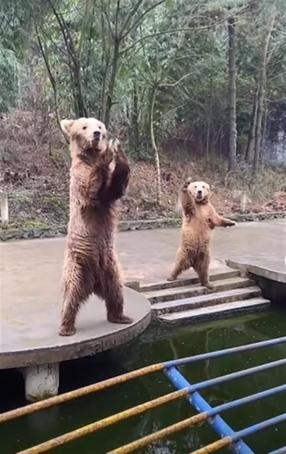 動物園棕熊站立&OpenCurlyDoubleQuote;招手&rdquo;求投餵走紅，遊客：吃完後它還會鼓掌