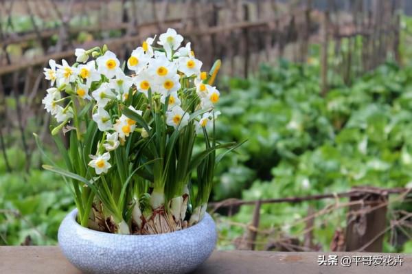 平安夜來臨，5種花今年很“流行”，你家裡養了幾種呢？真的很美