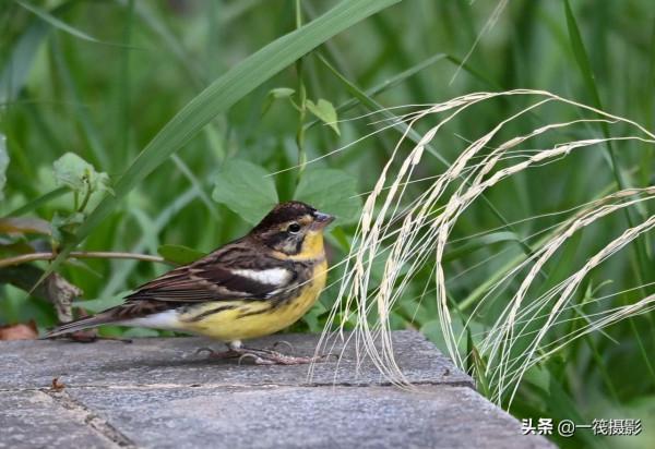 湖邊，這隻黃胸鵐正吃著野生稻種子