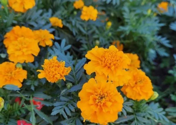 酒莊紅、萱草黃&hellip;&hellip;原來今年的秋冬流行色都在寶山這些公園裡&srarr;