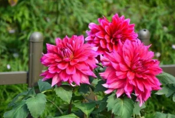 喜歡養花，不能少2種花，開出花朵碩大美麗，關鍵還好養