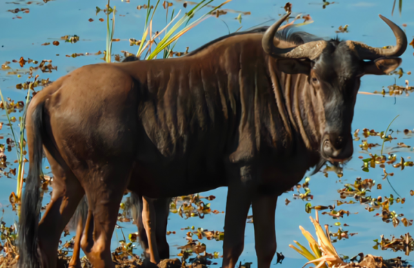 牛頭、馬面、羊須的角馬，身強體壯，長得帥，為何沒有被馴化？
