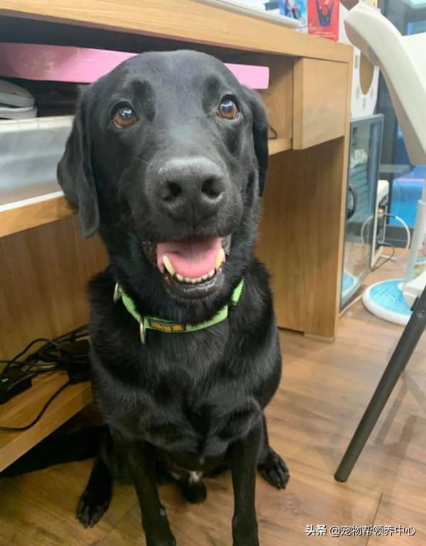 退休導盲犬竟還記得8年前的主人！主人哭了：“我真的太激動了”