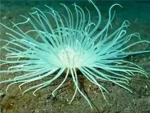 分享圖片&mdash;&mdash;海洋之花