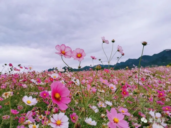昌平這幾座姿態萬千的橋,每座都連著賞不夠的好風景 昌平這幾座姿態萬千的橋,每座都連著賞不夠的好風景