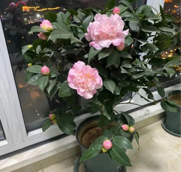 10種花，冬天別噴水，越噴越爛葉，變成光桿特醜