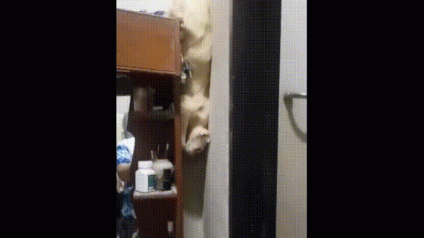 液體貓咪之謎：為什麼說貓都是液體？這竟然是被證明過的科學結論