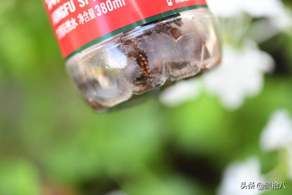 趕盡殺絕,花園裡最痛恨的蟲子 | 園丁 趕盡殺絕,花園裡最痛恨的蟲子 | 園丁