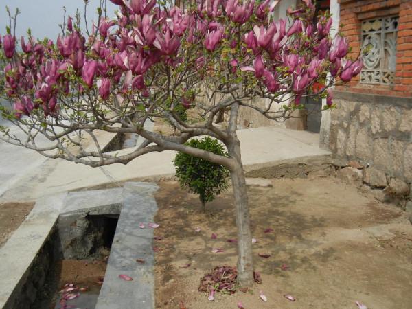 有院子就種“五種樹”,“老祖宗”留下的吉祥話,不是沒有道理 有院子就種“五種樹”,“老祖宗”留下的吉祥話,不是沒有道理