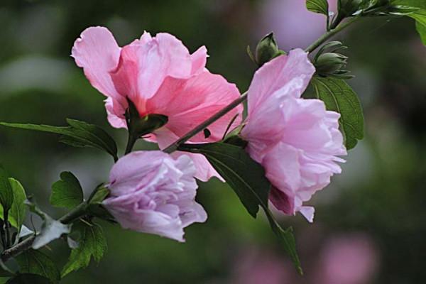 3種“散養花”,管得越少長得越好,一兩個月不澆水也不會死 3種“散養花”,管得越少長得越好,一兩個月不澆水也不會死