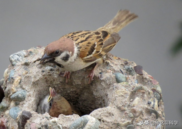 麻雀高達16億隻，沒有滅絕風險還偷吃農作物，我國為什麼要保護？