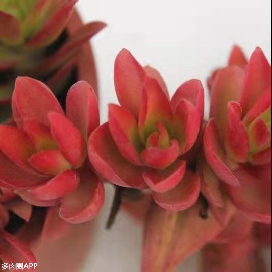 一些養肉小工具你都知道嗎？速來圍觀~看看你漏了哪些