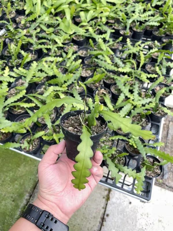 1種花就愛夜裡開,養好能開上百朵花,滿屋清香真過癮 1種花就愛夜裡開,養好能開上百朵花,滿屋清香真過癮