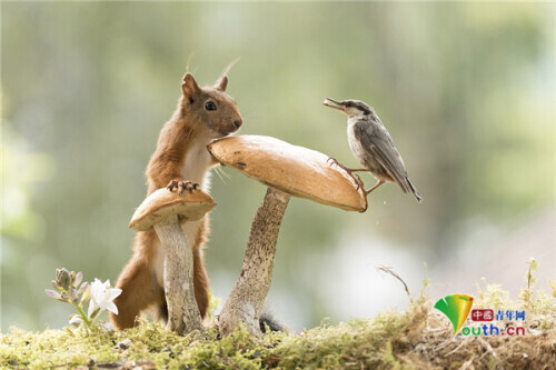 聰明松鼠踩蘑菇登高覓食 被鳥兒“佔位”一臉懵 聰明松鼠踩蘑菇登高覓食 被鳥兒“佔位”一臉懵