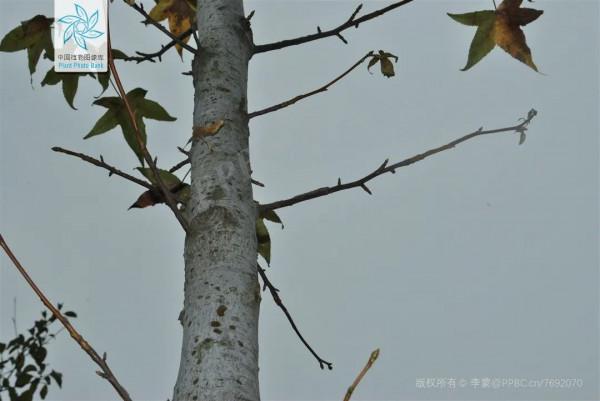 楓香樹、北美楓香、美國紅楓、三角楓，如何“楓”得清？