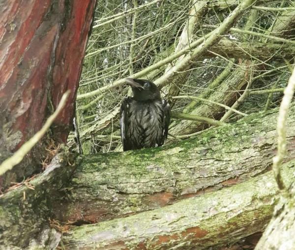 女子因兒子生病而傷心，最先安慰她的卻是一隻曾被她幫助過的烏鴉