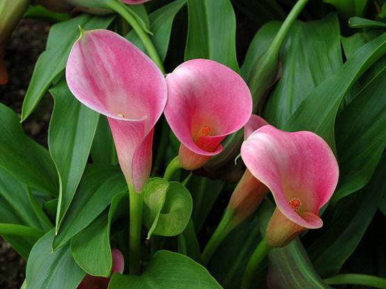 銀光綠裡似觀音，芋葉疑荷溼水斟&mdash;&mdash;海芋花