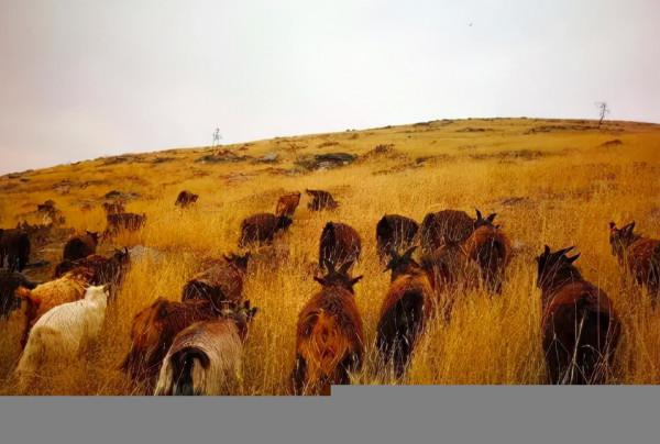 打卡河南最美的4個草原,帶你看不一樣的河南,三個都不收門票 打卡河南最美的4個草原,帶你看不一樣的河南,三個都不收門票